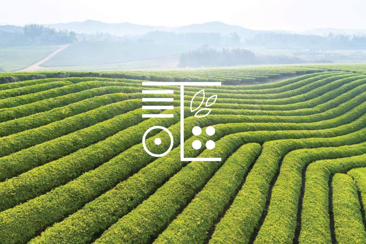 Thiết kế bộ nhận diện thương hiệu Lá Trà