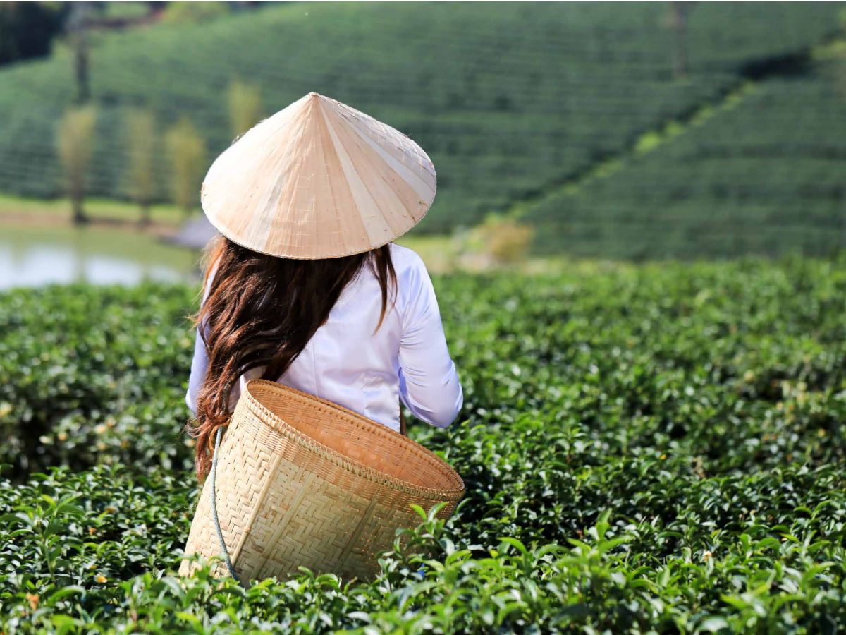 Thiết kế bộ nhận diện thương hiệu Trà Đất Việt